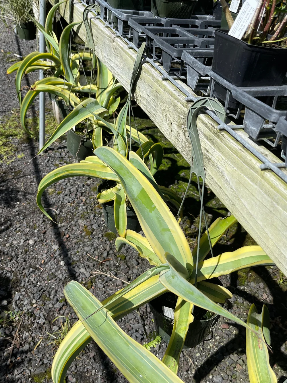 Agave vilmoriniana 'Stained Glass' — Vintage Green Farms with Tom
